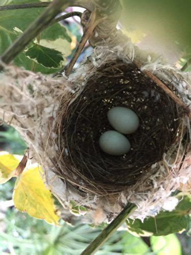 鳥來家裡築巢 風水|野鳥庭前築巢 預示居家風水好兆頭 